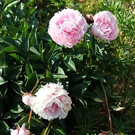 Bed and breakfast D'hotes Le Clos Fleuri Criel-sur-Mer