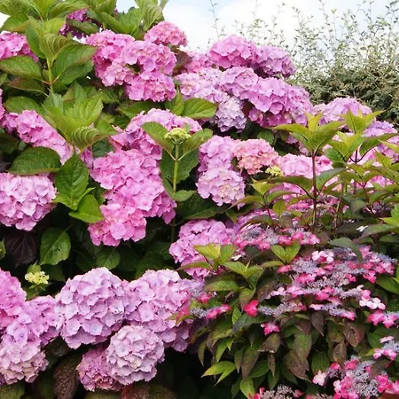 D'hotes Le Clos Fleuri 3* Criel-sur-Mer